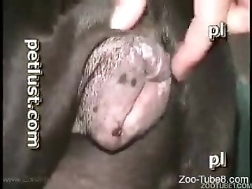 masturbates zoo